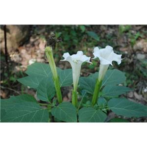 Scopolamine butylbromide; Flos?daturae extract