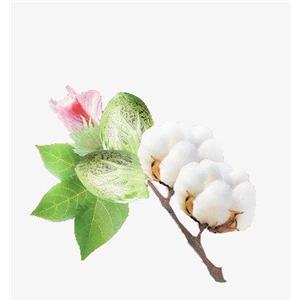 D(+)-Raffinose pentahydrate; Cottonseed extract