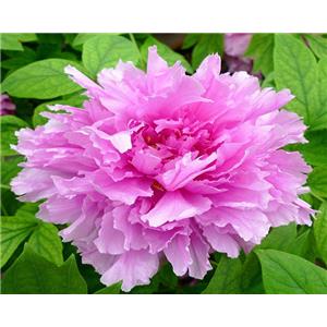 Paeonol; Peony root bark extract