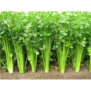 Apigenin; Celery extract