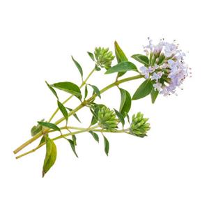 Carvacrol; Thyme extract