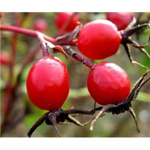 ROSE HIPS EXTRACT
