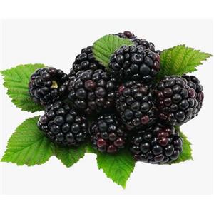 Mulberry powder;Mulberry Extract