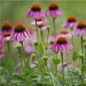 ECHINACEA HERB P.E.