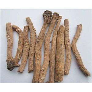 Isatis indigotica Root Extract