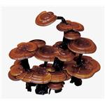 Ganoderma triterpenes pictures