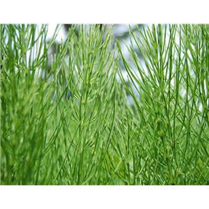 Equisetum arvense extract