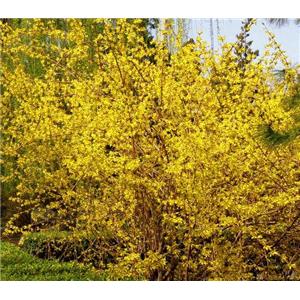 Forsythia powder