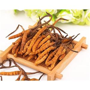 Cordyceps Ext