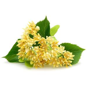 Tilia Flower Extract