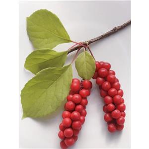 Schisandra Berries P.E.