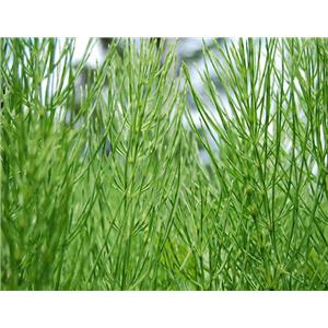 Horsetail Extract
