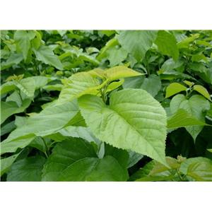 Mulberry leaf extract