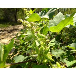 Xanthium Extract