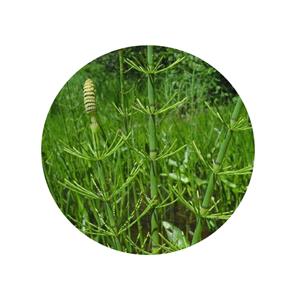 Equisetum arvense extract