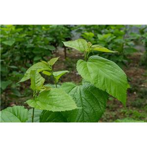 Mulberry leaf extract