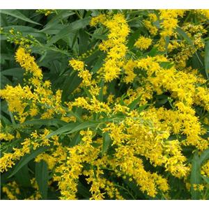 Goldenrod Extract