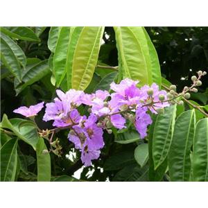 Banaba Leaf Extract