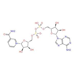 β-Nicotinamide adenine dinucleotide