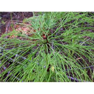 Equisetum arvense extract