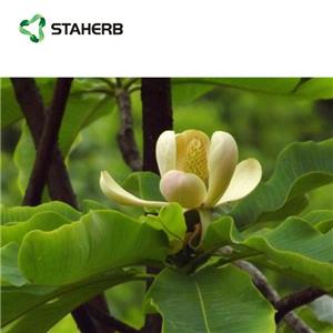 Magnolia officinalis P.E.