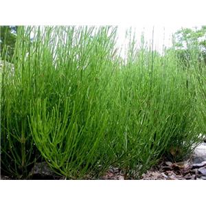 Equisetum arvense extract