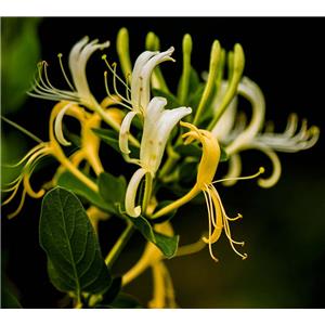 Honeysuckle Extract