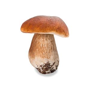 Boletus powder (Boletus extract); Porcini extract