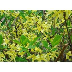 Forsythia powder