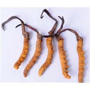 Fermented Cordyceps powder