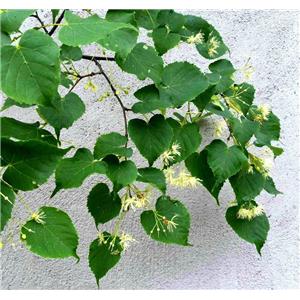 Tilia Flower Extract