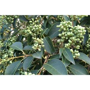 Ligustrum lucidum Ext