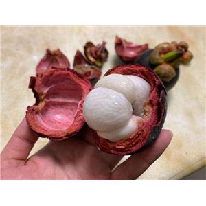 Garcinia mangostana, ext.