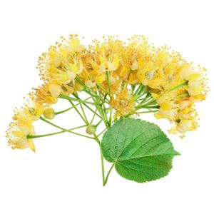 Tilia Flower Extract