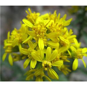 Goldenrod Extract