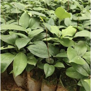 Smilax glabra extract