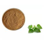 Urtica cannabina powder pictures