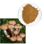 Armillaria extract pictures