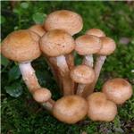 Armillaria pictures