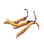 Powdered Cordyceps Mortierella Mycelia pictures