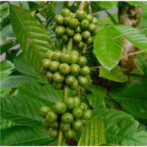 Chlorogenic acid; Green coffee bean extract