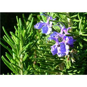 Rosemary extract powder