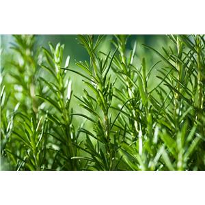 Rosemary extract powder