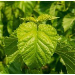 Mulberry Leaf Extract Powder