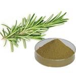 Rosemary extract powder pictures