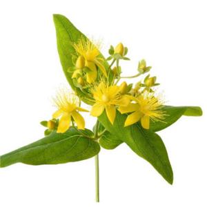 St. John′s Wort Extract