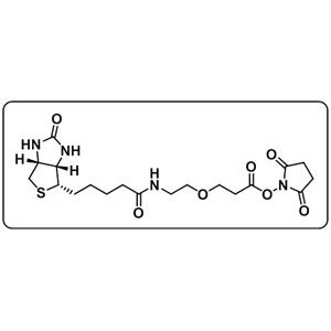 Biotin-PEG1-NHS ester