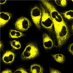 AIE Yellow Probe for Endoplasmic Reticulum