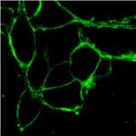 AIE Green Probe for Plasma Membrane pictures