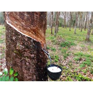 natural rubber